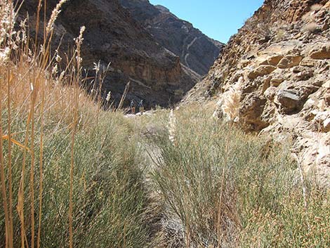 Desert Baccharis (Baccharis sergiloides)