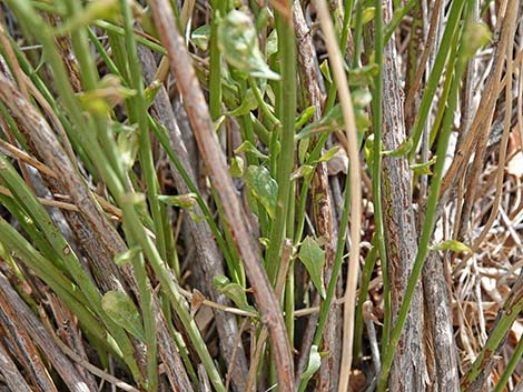 Desert Baccharis (Baccharis sergiloides)