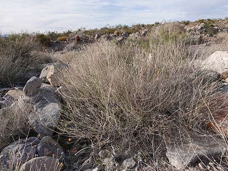 Sweetbush (Bebbia juncea)