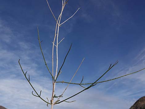 Sweetbush (Bebbia juncea)