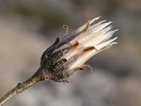 Sweetbush (Bebbia juncea)