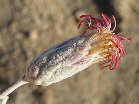 Woolly Brickellbush (Brickellia incana)