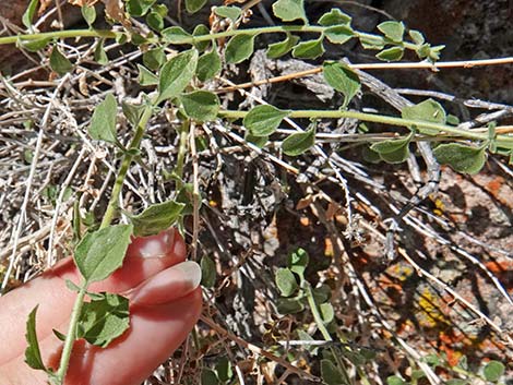 Littleleaf Brickellbush (Brickellia microphylla)