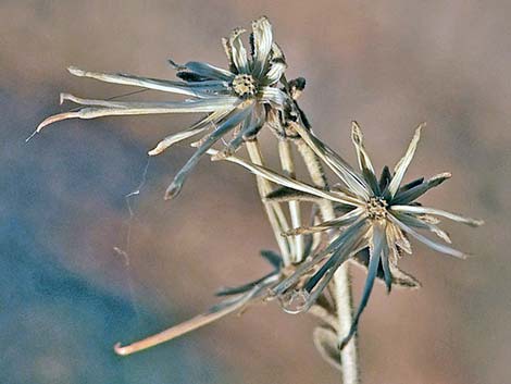 Littleleaf Brickellbush (Brickellia microphylla)