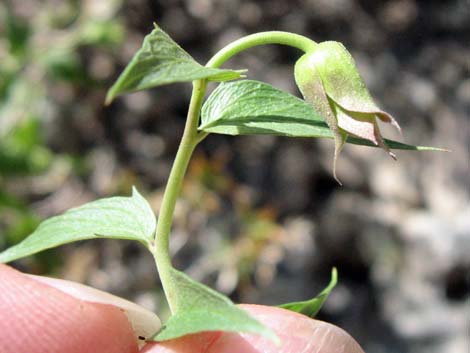 Pungent Brickellbush (Brickellia arguta)