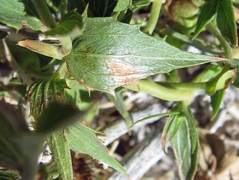 Pungent Brickellbush (Brickellia arguta)