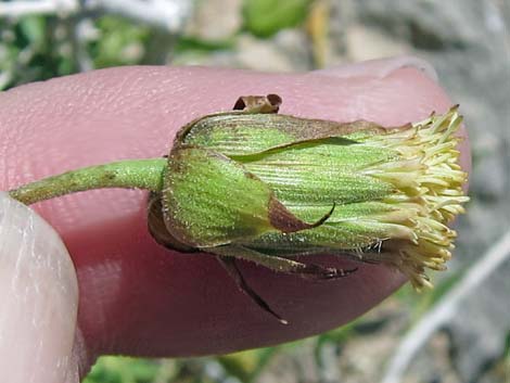 Pungent Brickellbush (Brickellia arguta)