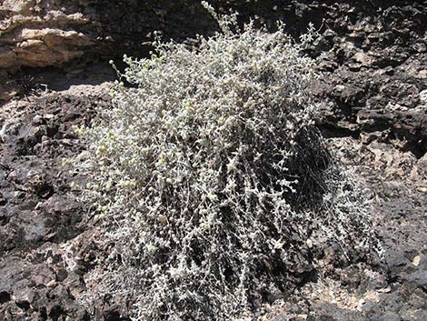 Utah Butterflybush (Buddleja utahensis)