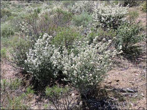 Mojave Ceanothus (Ceanothus greggii var. vestitus)