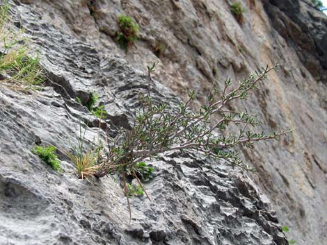 Littleleaf Mountain Mahogany (Cercocarpus intricatus)