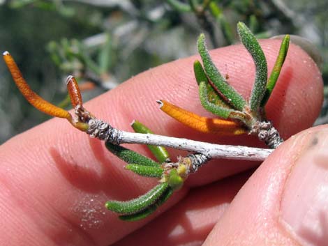 Littleleaf Mountain Mahogany (Cercocarpus intricatus)