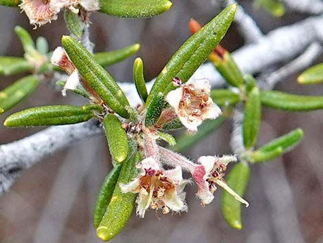 Littleleaf Mountain Mahogany (Cercocarpus intricatus)