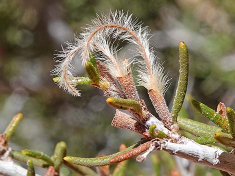 Littleleaf Mountain Mahogany (Cercocarpus intricatus)