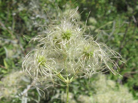 Western White Clematis (Clematis ligusticifolia)