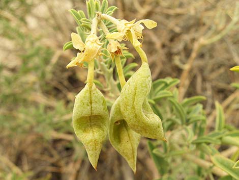 Bladderpod Spiderflower (Cleome isomeris)