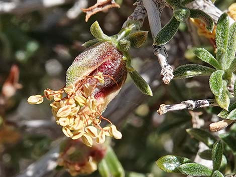 Blackbrush (Coleogyne ramosissima)