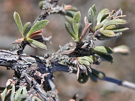 Blackbrush (Coleogyne ramosissima)