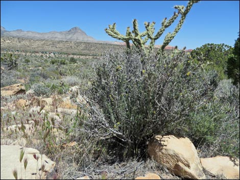 Blackbrush (Coleogyne ramosissima)