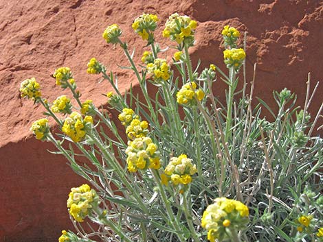 Basin Yellow Cryptantha (Cryptantha confertiflora)