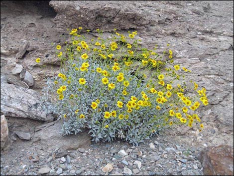 Goldenhills [Brittlebush] (Encelia farinosa)