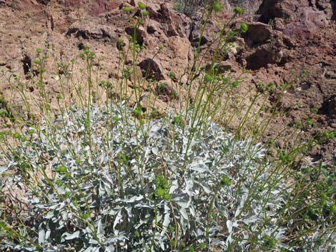 Goldenhills [Brittlebush] (Encelia farinosa)