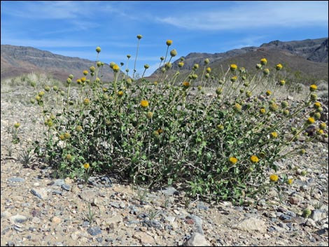 Button Brittlebush (Encelia frutescens)