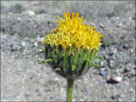 Button Brittlebush (Encelia frutescens)