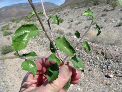 Button Brittlebush (Encelia frutescens)