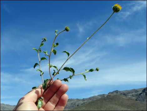 Button Brittlebush (Encelia frutescens)