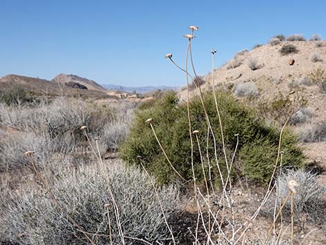 Virgin River Brittlebush (Encelia virginensis)