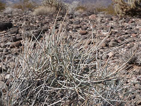 California Jointfir (Ephedra californica)