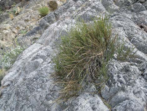 Death Valley Jointfir (Ephedra funerea)