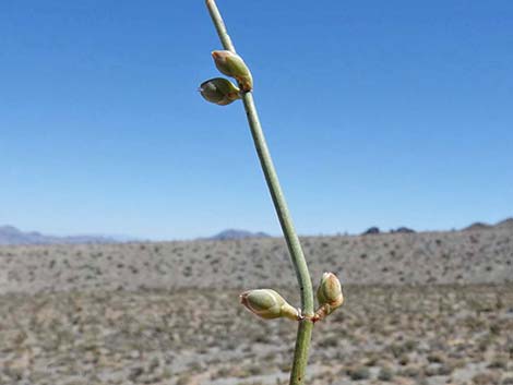 Nevada Jointfir (Ephedra nevadensis)