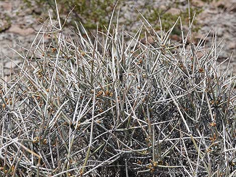 Nevada Jointfir (Ephedra nevadensis)