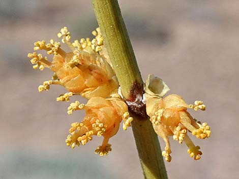 Nevada Jointfir (Ephedra nevadensis)