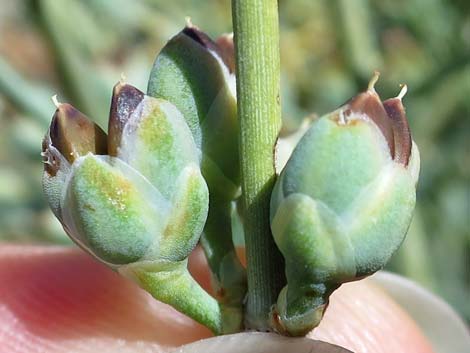 Nevada Jointfir (Ephedra nevadensis)