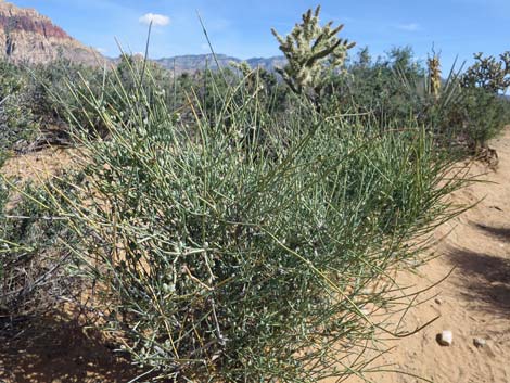 Nevada Jointfir (Ephedra nevadensis)