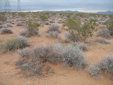 Torrey's Jointfir (Ephedra torreyana)