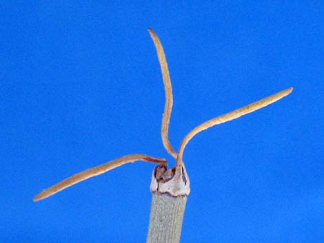 Torrey's Jointfir (Ephedra torreyana)