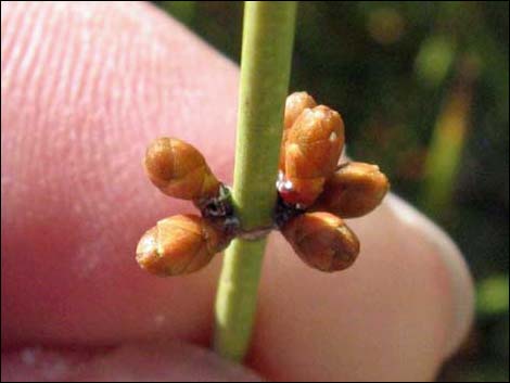 Mormon Tea (Ephedra viridis)