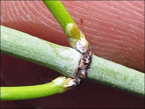 Mormon Tea (Ephedra viridis)