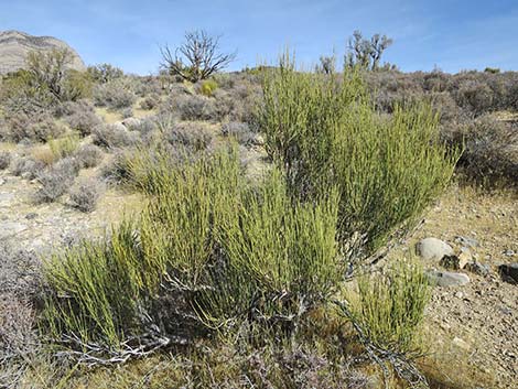 Mormon Tea (Ephedra viridis)