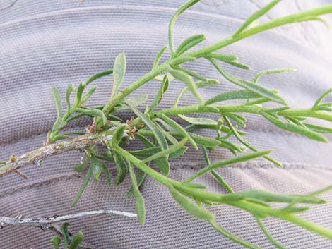 Narrowleaf Goldenbush (Ericameria linearifolia)