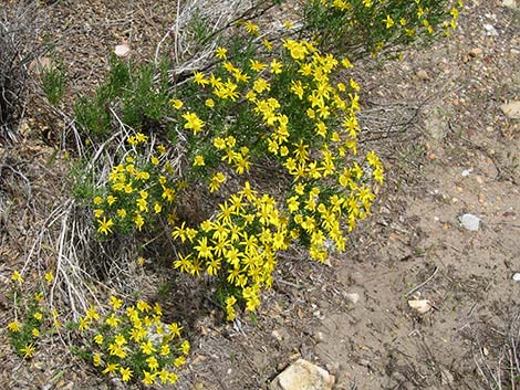 Narrowleaf Goldenbush (Ericameria linearifolia)