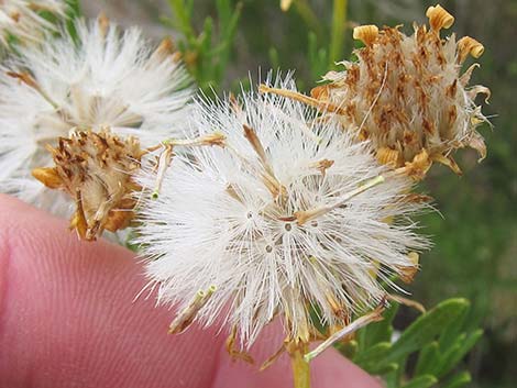 Narrowleaf Goldenbush (Ericameria linearifolia)