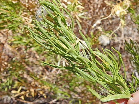 Narrowleaf Goldenbush (Ericameria linearifolia)