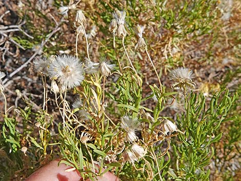 Narrowleaf Goldenbush (Ericameria linearifolia)