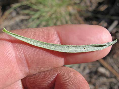 Rubber Rabbitbrush (Ericameria nauseosa)