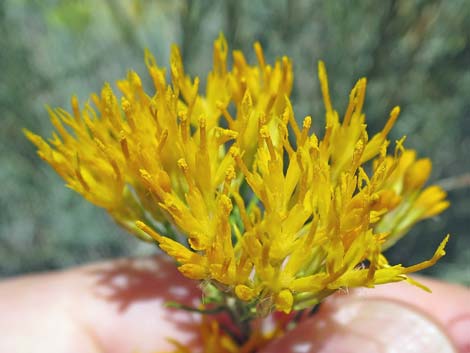 Rubber Rabbitbrush (Ericameria nauseosa)