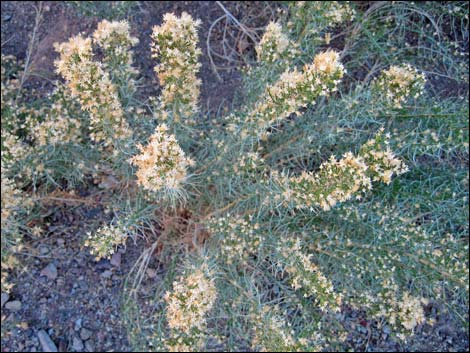 Mojave Rabbitbrush (Ericameria paniculata)